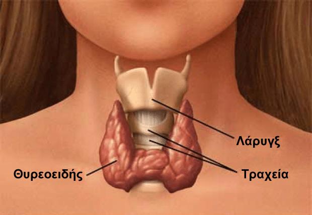 images thyroid thyroid gr