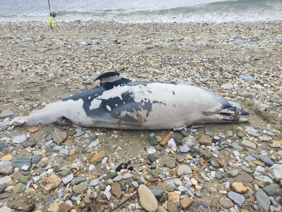 delfini 4 1392x1044 1