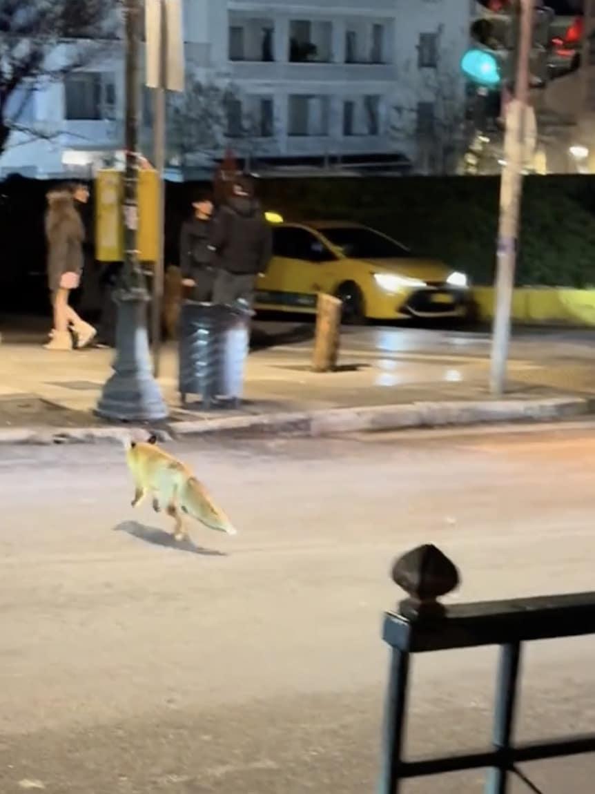 Αλεπού έκανε βόλτες στο Κολωνάκι – Τρομοκρατημένο το ζωάκι από τα φώτα των αυτοκινήτων 1 stigmiotypo othonis 2026 01 24 17.58.45