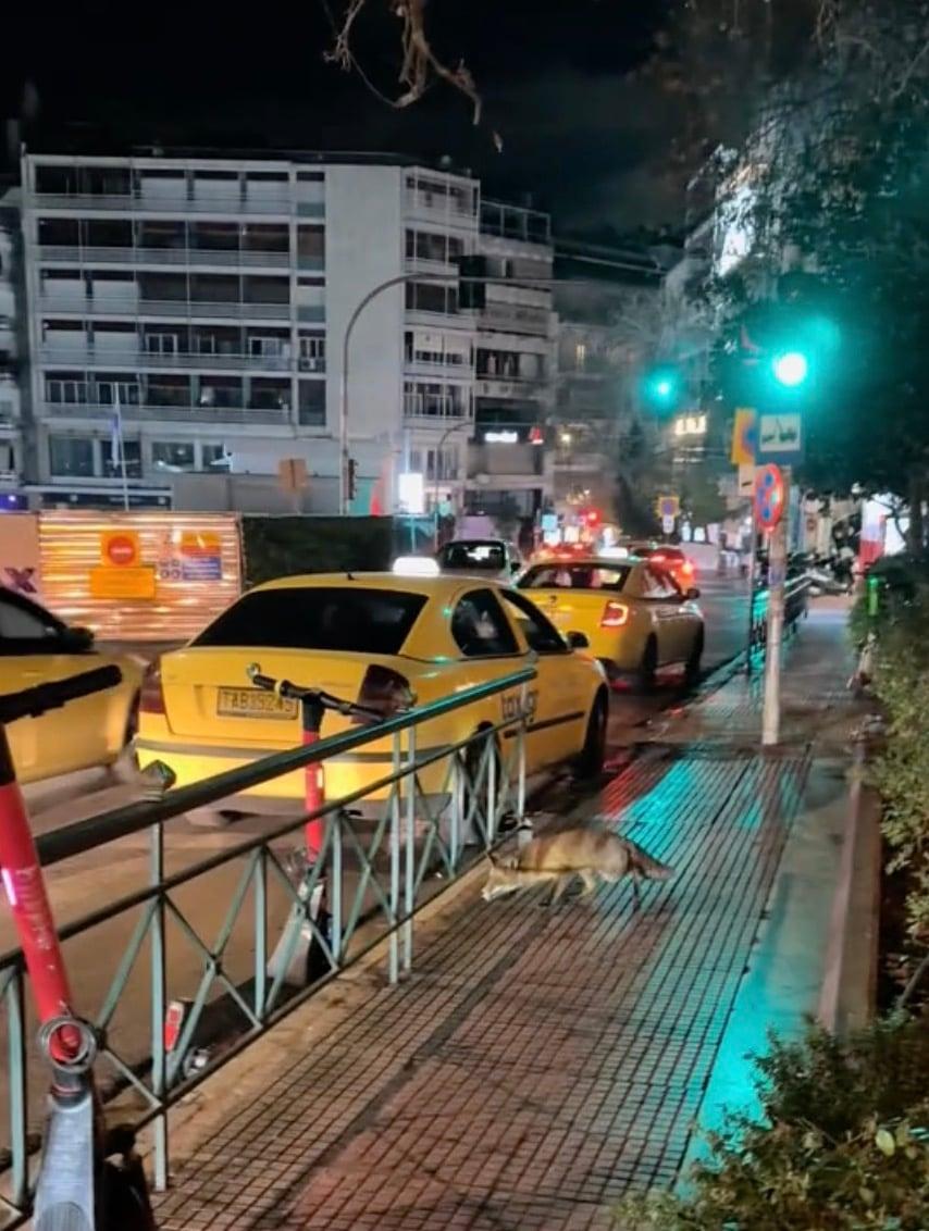 Αλεπού έκανε βόλτες στο Κολωνάκι – Τρομοκρατημένο το ζωάκι από τα φώτα των αυτοκινήτων 2 stigmiotypo othonis 2026 01 24 17.58.54