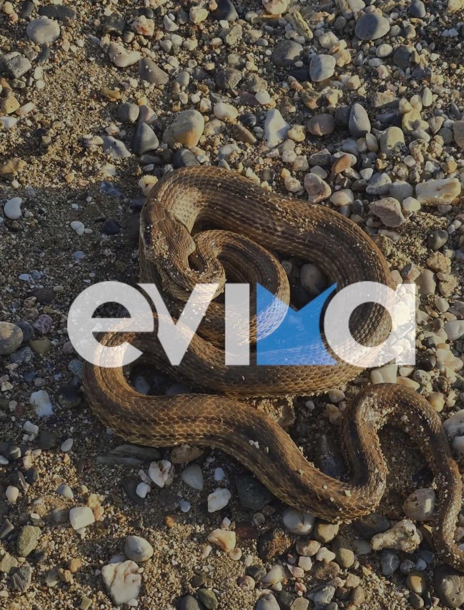 Εύβοια: Μεγάλο φίδι σε παραλία στο Αλιβέρι – Φωτογραφίες και βίντεο 1 fidi evoia2 24012026