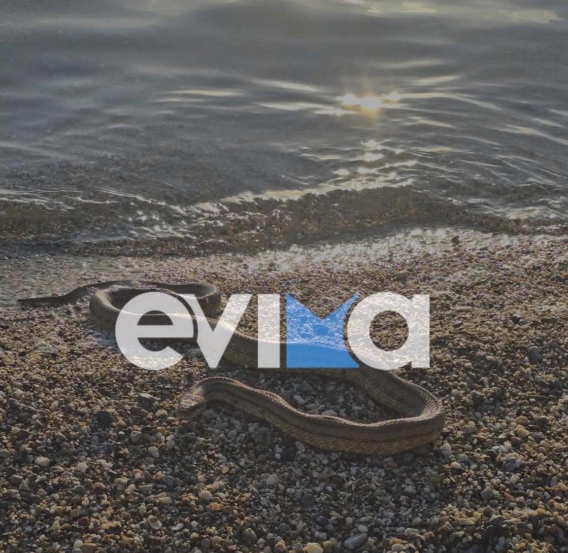 Εύβοια: Μεγάλο φίδι σε παραλία στο Αλιβέρι – Φωτογραφίες και βίντεο 2 fidi evoia 24012026