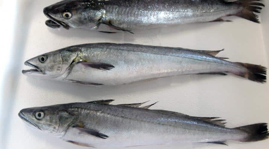 Τα ψάρια με την περισσότερη περιεκτικότητα σε υδράργυρο 7 hke top