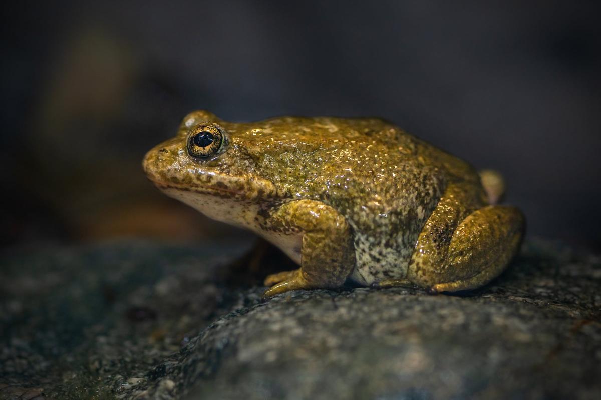 mountain yellow legged frogs jep 6747