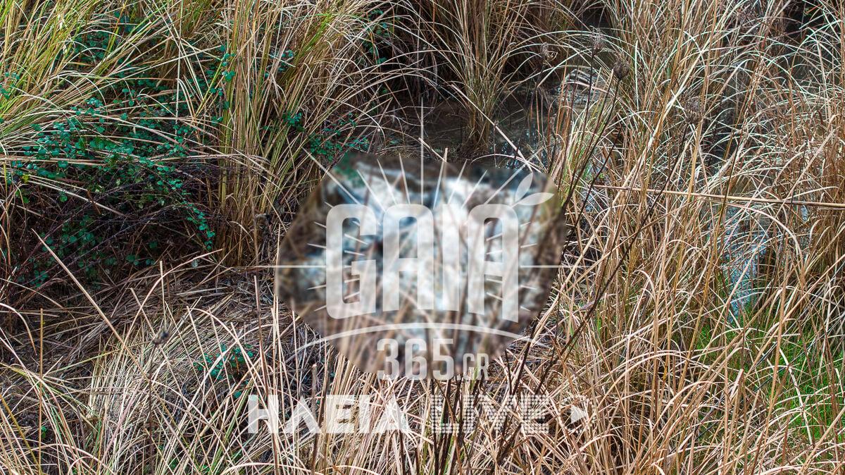 nekra provata alfeios 4