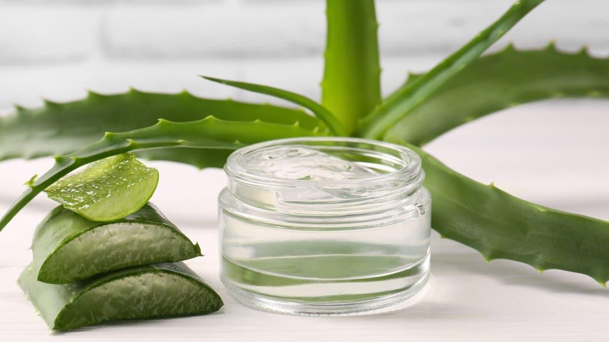 Μας είπαν ότι η Αλόη κάνει καλό στην Υγεία και το Δέρμα. Κανείς δεν μας λέει όμως ότι 1 1f212320 bigstock jar of cosmetic gel and cut al 478287365