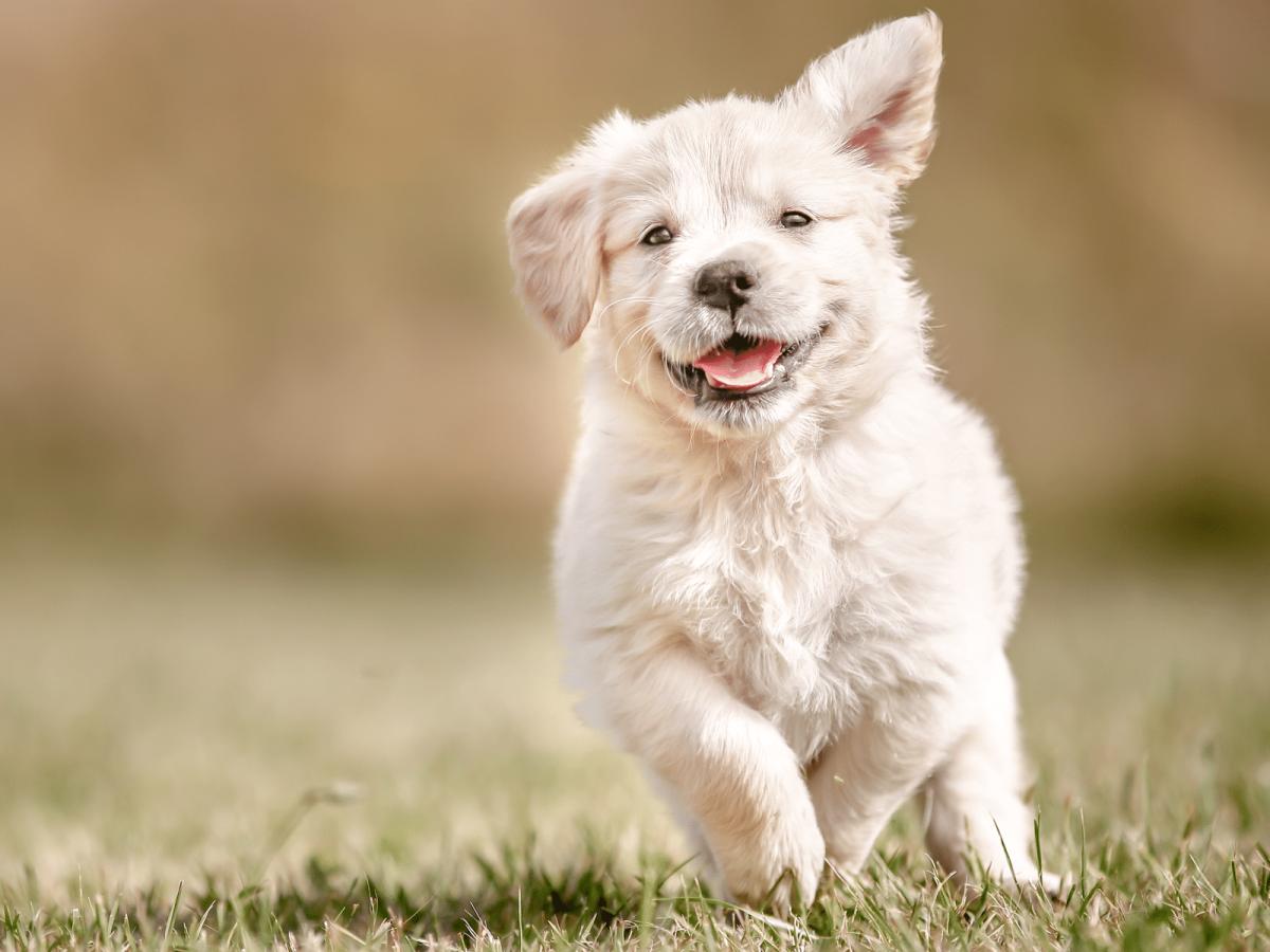 pkncb1 golden retriever puppy running outdoors in grass 1600x1200 2