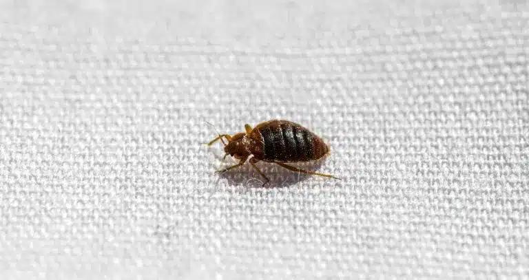 bedbug 768x407 1