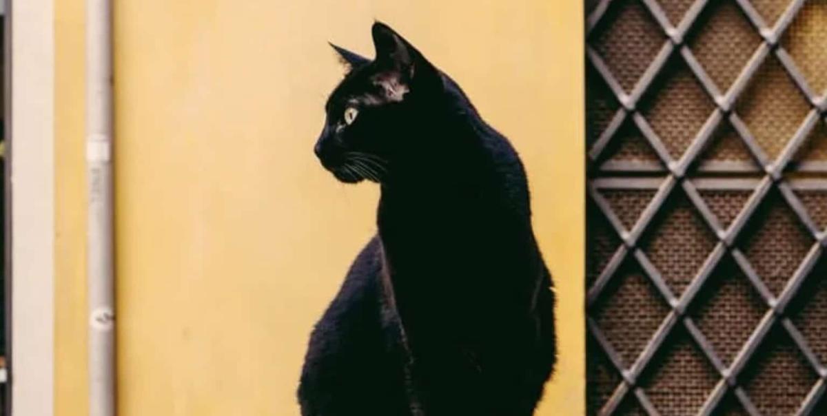 stigmiotypo othonis 2026 02 13 01.21.32