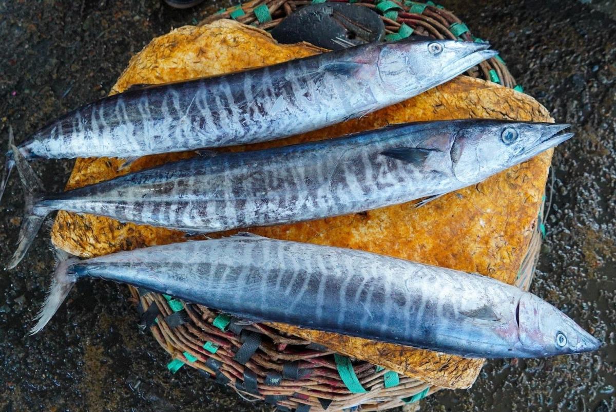 Περίπου το 1/3 των Ελλήνων καταναλώνει επικίνδυνα ψάρια πάνω από 3 φορές την εβδομάδα 4 stigmiotypo othonis 2026 02 13 20.53.10