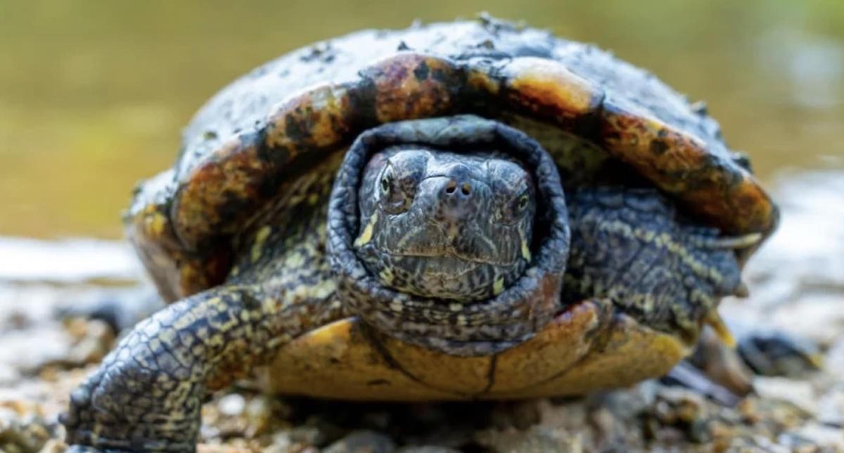 Σοκάρει stigmiotypo