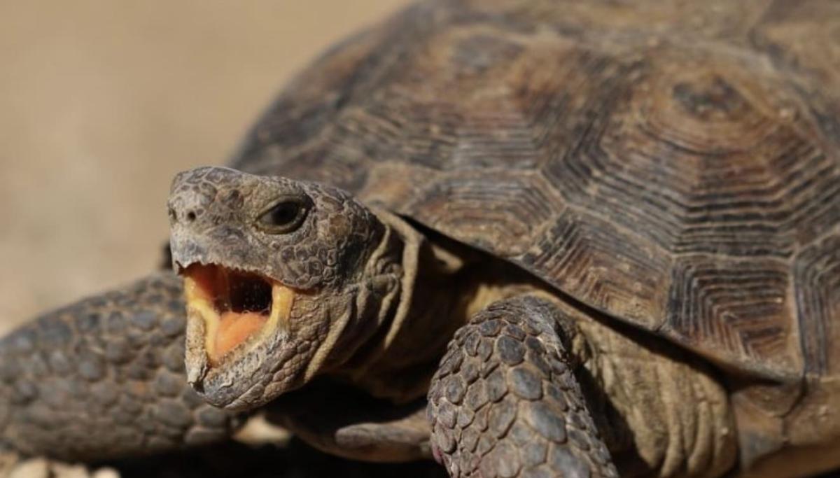 Σοκάρει stigmiotypo