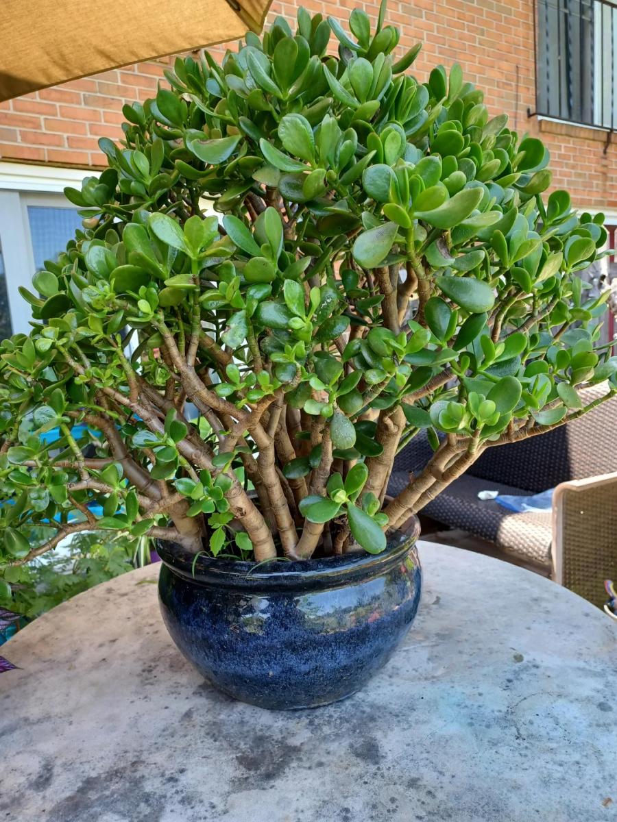 Αυτό το φυτό προσελκύει τύχη και πλούτο στο σπίτι μας: Δείτε πώς να το τοποθετήσετε σωστά 2 1 5