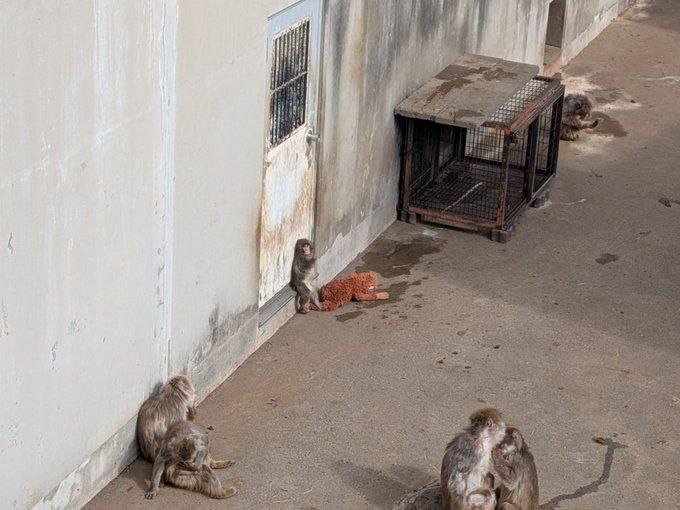 Ραγίζει καρδιές το βίντεο με μωρό μαϊμουδάκι: Το εγκατέλειψε η μητέρα του και αγκαλιάζει ένα λούτρινο 1 hbjv4prbuaayppu