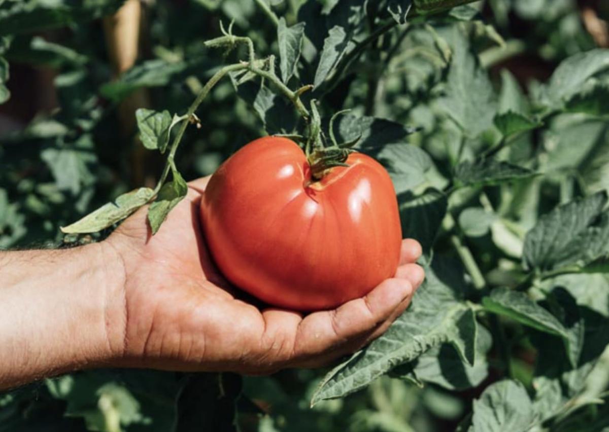 stigmiotypo othonis 2025 10 05 03.44.49