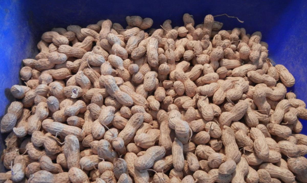 Οι γιατροί αποκαλύπτουν ότι η κατανάλωση φιστικιού προκαλεί... 2 stigmiotypo othonis 2026 02 19 01.54.00