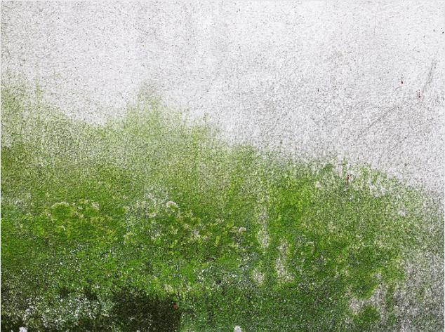 green algae from walls