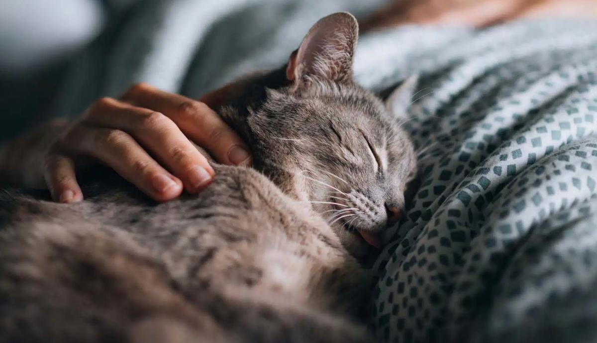 Γιατί η γάτα μου επιλέγει να κοιμάται μαζί μου; 10 εκπληκτικοί λόγοι 3 stigmiotypo othonis 2025 12 23 17.38.01