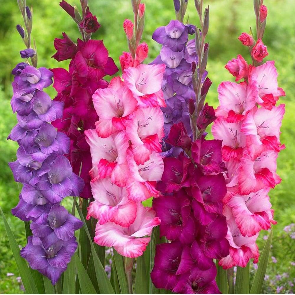 gladiola mwv migma volvos anoiksi bulbs geospiti