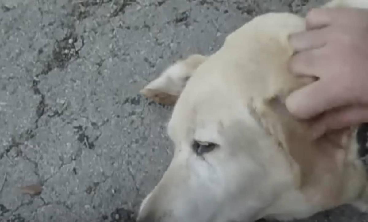 Έριξε ξίδι μέσα στο αυτί ενός γέρικου σκύλου 1 stigmiotypo othonis 2025 04 02 17.48.15