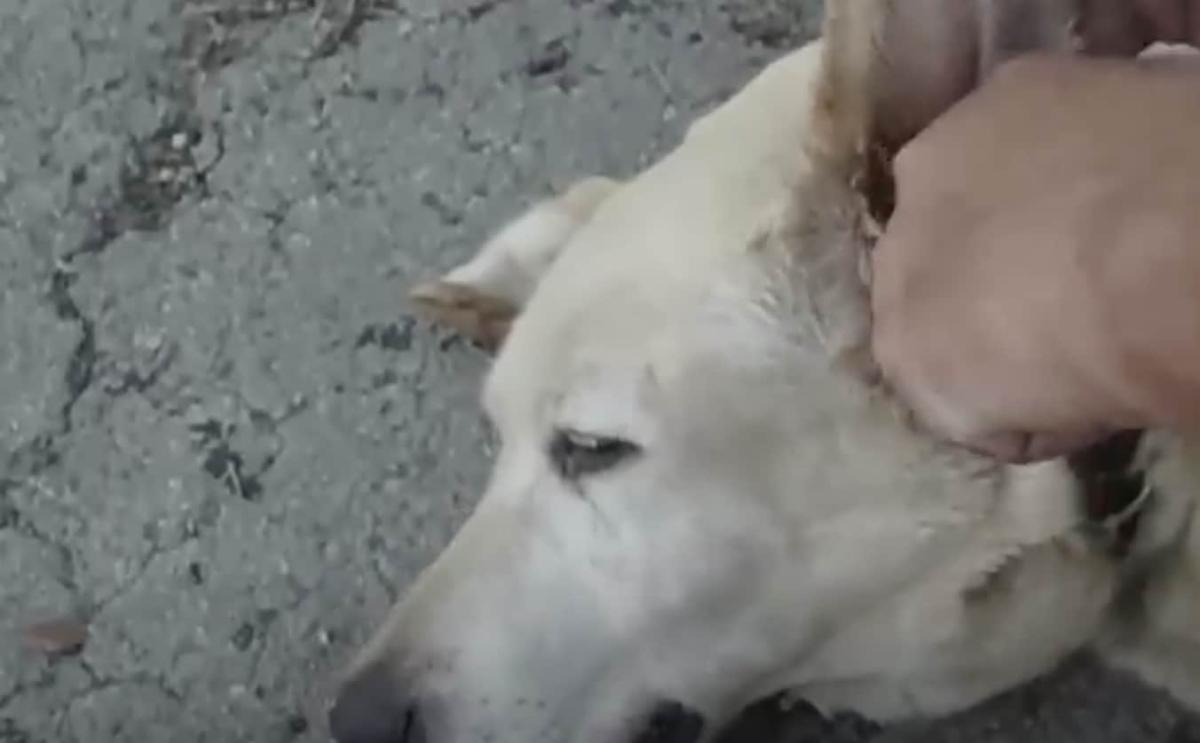 Έριξε ξίδι μέσα στο αυτί ενός γέρικου σκύλου 2 stigmiotypo othonis 2025 04 02 17.48.20