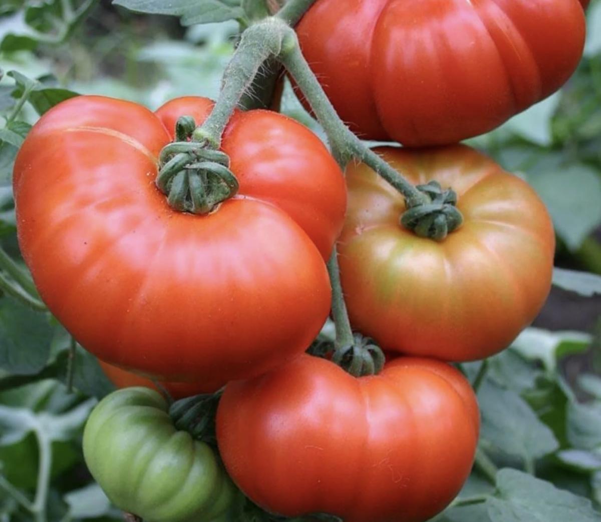 stigmiotypo othonis 2024 12 13 17.01.51