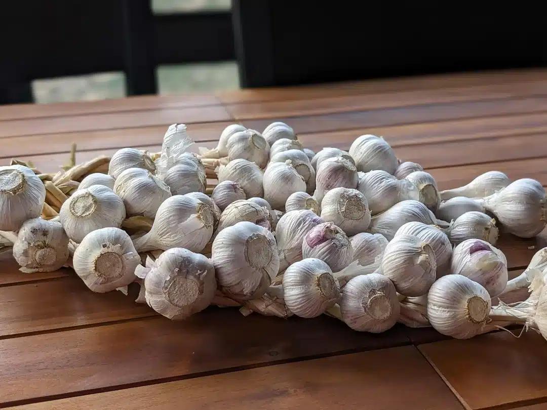 Ακόμα κι αν σας τα δώσουν δωρεάν, μην τα πάρετε αυτά τα σκόρδα 1 first time growing garlic its super hot and spicy v0