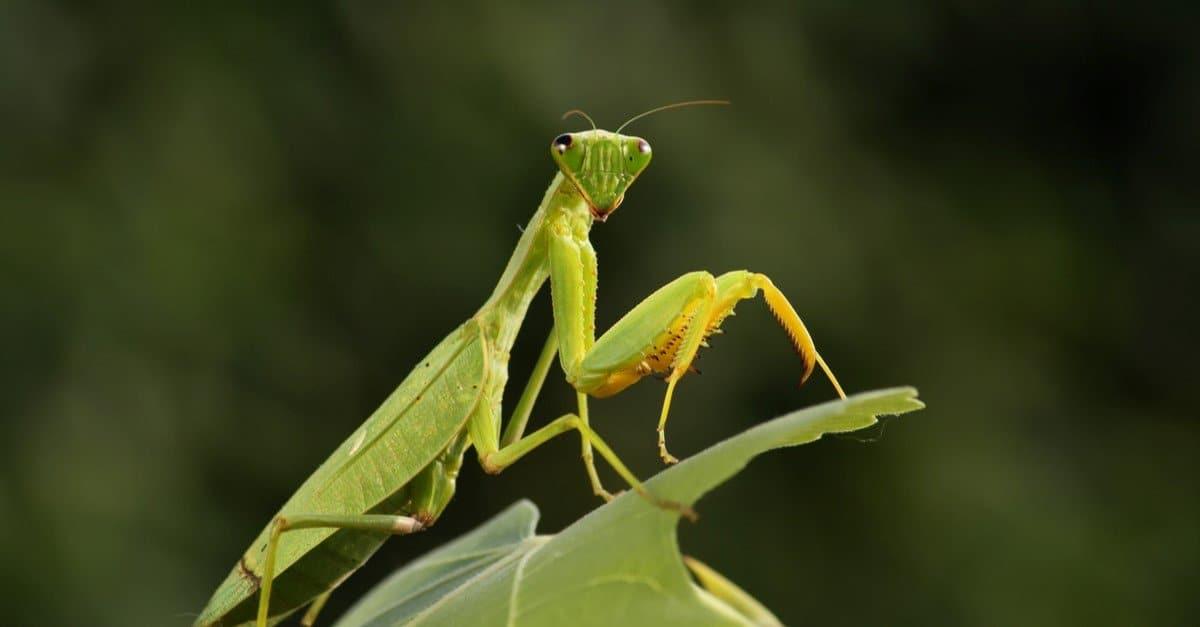 praying mantis header