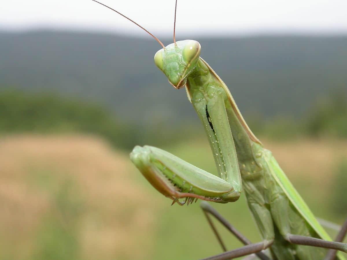 1200px mantis religiosa