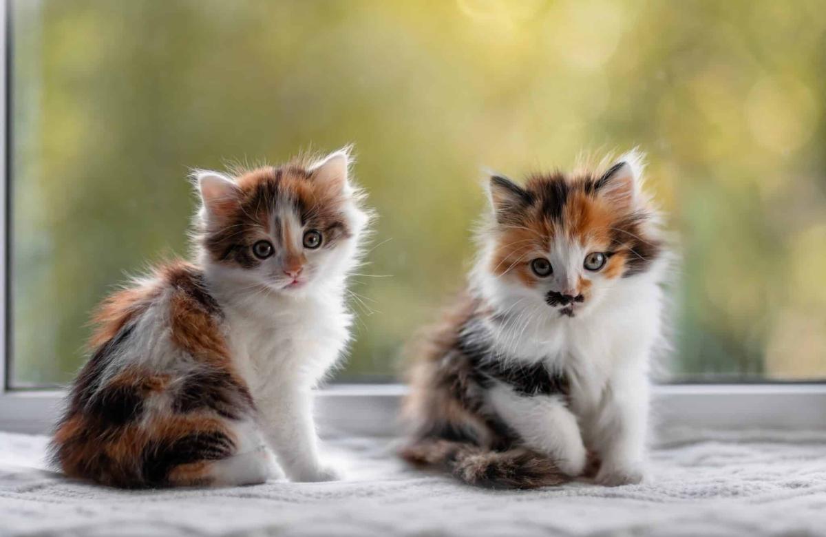 gatakia ti na doso na fane 2048x1332 1