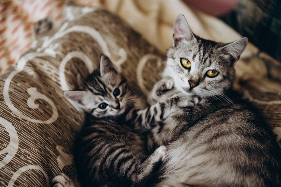 gata pou molis gennise