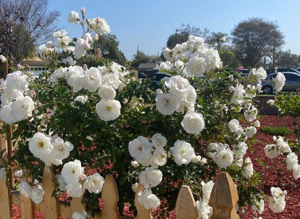 stigmiotypo othonis 2025 12 10 19.52.01