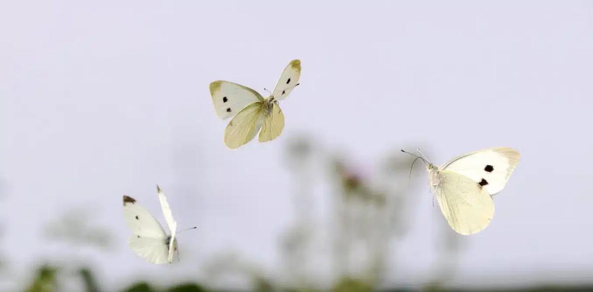 file 20231201 25 m00fvc