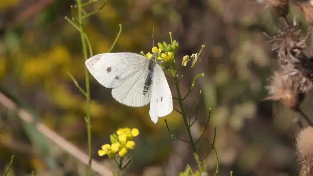 cabbage white butterfly 2 1024x5 1
