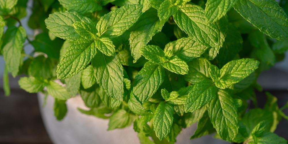 Τα φυτά που προστατεύουν το σπίτι σας από παράσιτα 1 mistikakipou diosmos kalliergeia se glastra