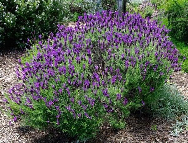 Τα φυτά που προστατεύουν το σπίτι σας από παράσιτα 2 kipogeor 1 lavandula stoechas