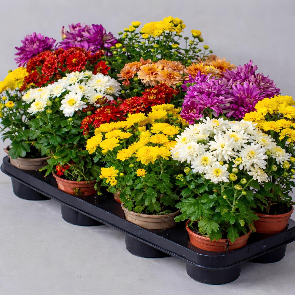 Τα φυτά που προστατεύουν το σπίτι σας από παράσιτα 3 ae207169 cb6d 41e3 8f26 8d27e2caccb1