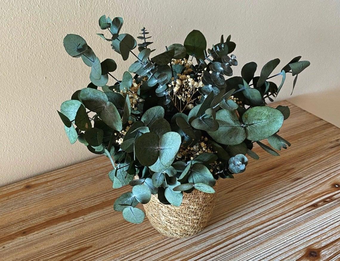 Τα φυτά που προστατεύουν το σπίτι σας από παράσιτα 4 2026 03 15 02.46.12