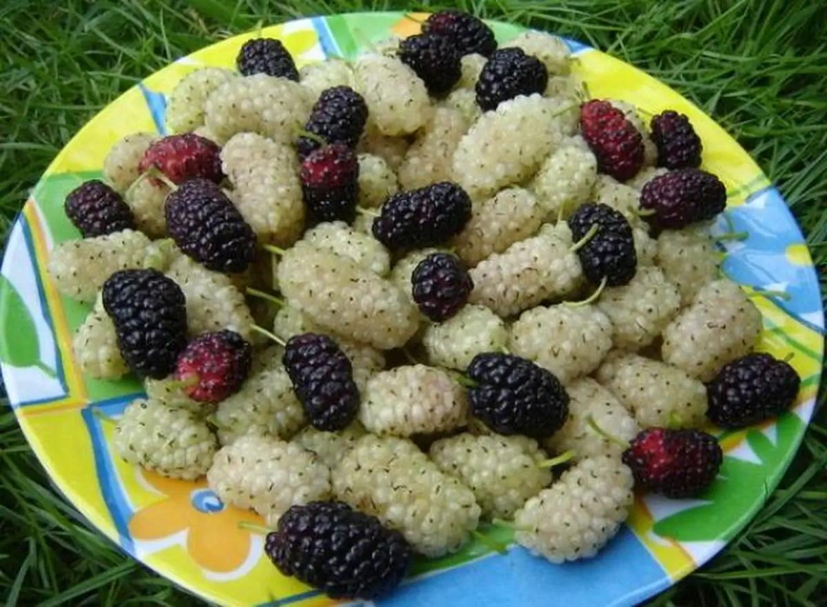 aspra moyra mayra 90165 1