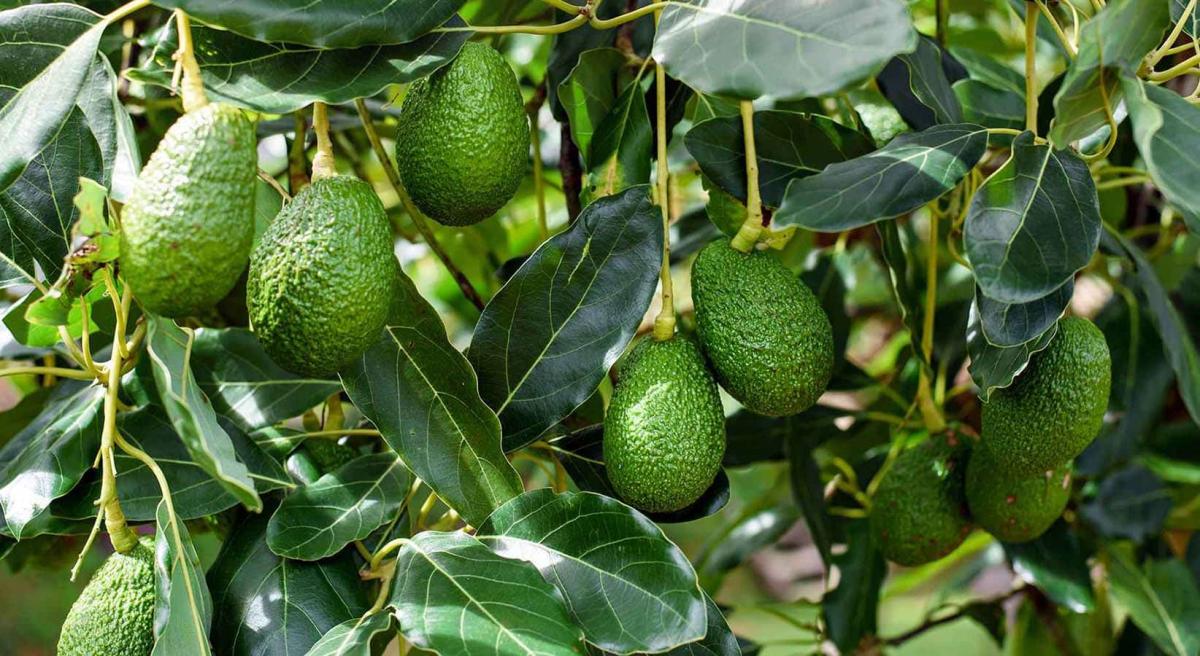 avocado hellas greece abokanto slider 1