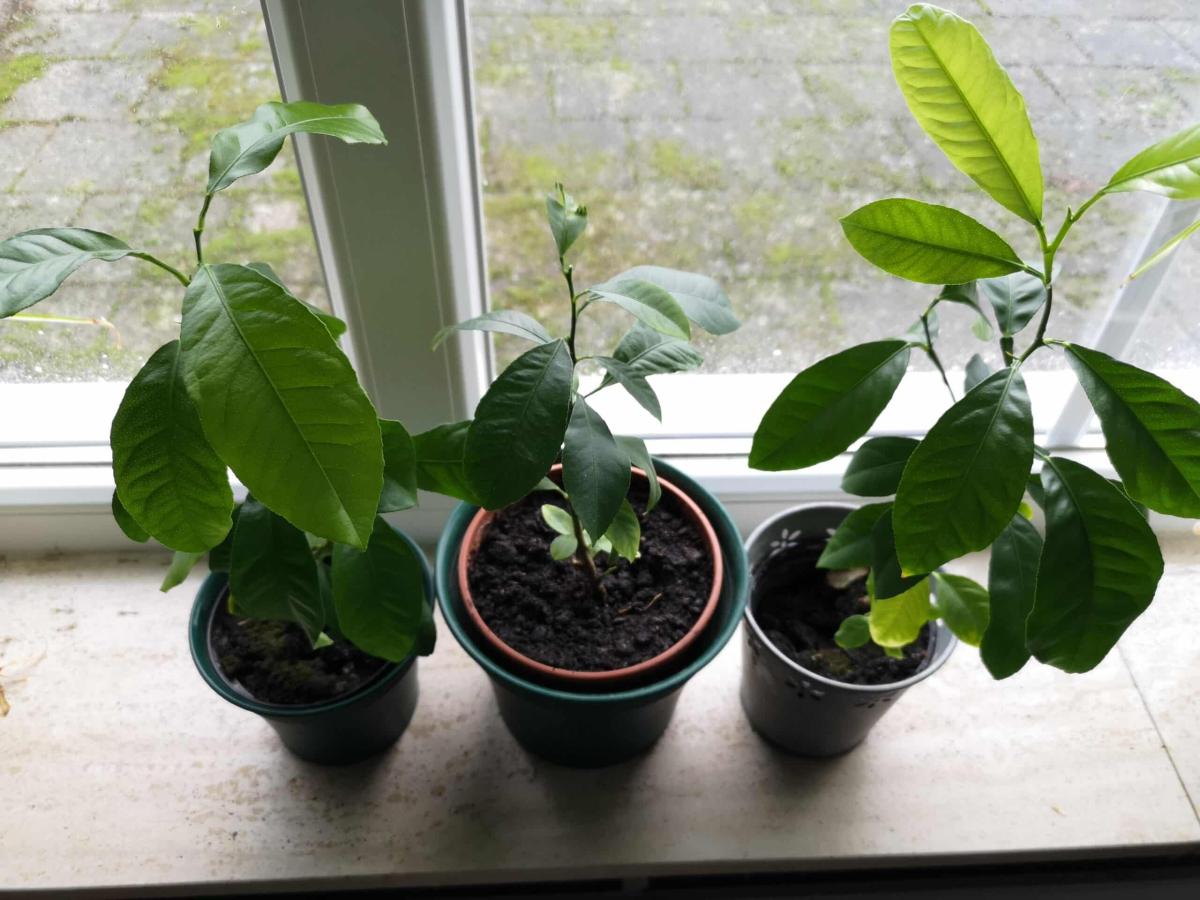 rhisnjne0k841 scaled