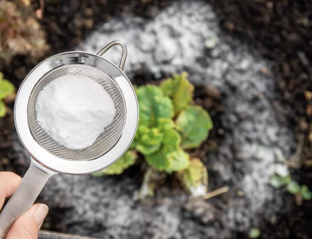 Βάλτε μαγειρική σόδα στον κήπο σας. Δείτε γιατί. Αuτό είναι κάτι που οι κηπουροί δεν θα σας πουν ποτέ 2 stigmiotypo othonis 2025 05 23 23.08.54