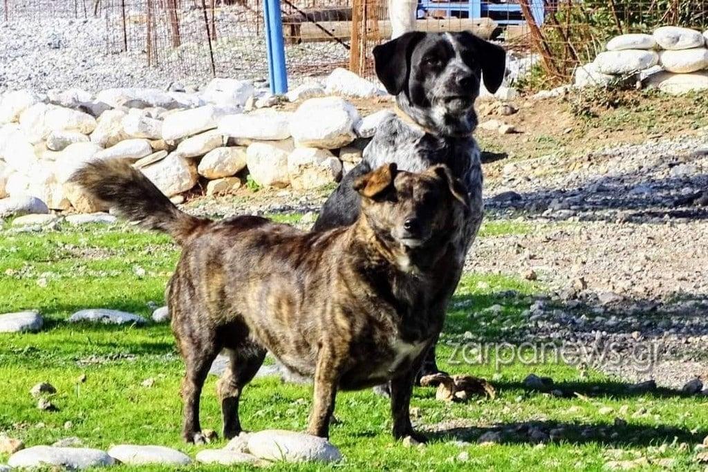 Η Μπέλλα των Χανίων: Η σκυλίτσα που έχασε τον άνθρωπό της και επιστρέφει καθημερινά στην παραλία που πήγαιναν μαζί 1