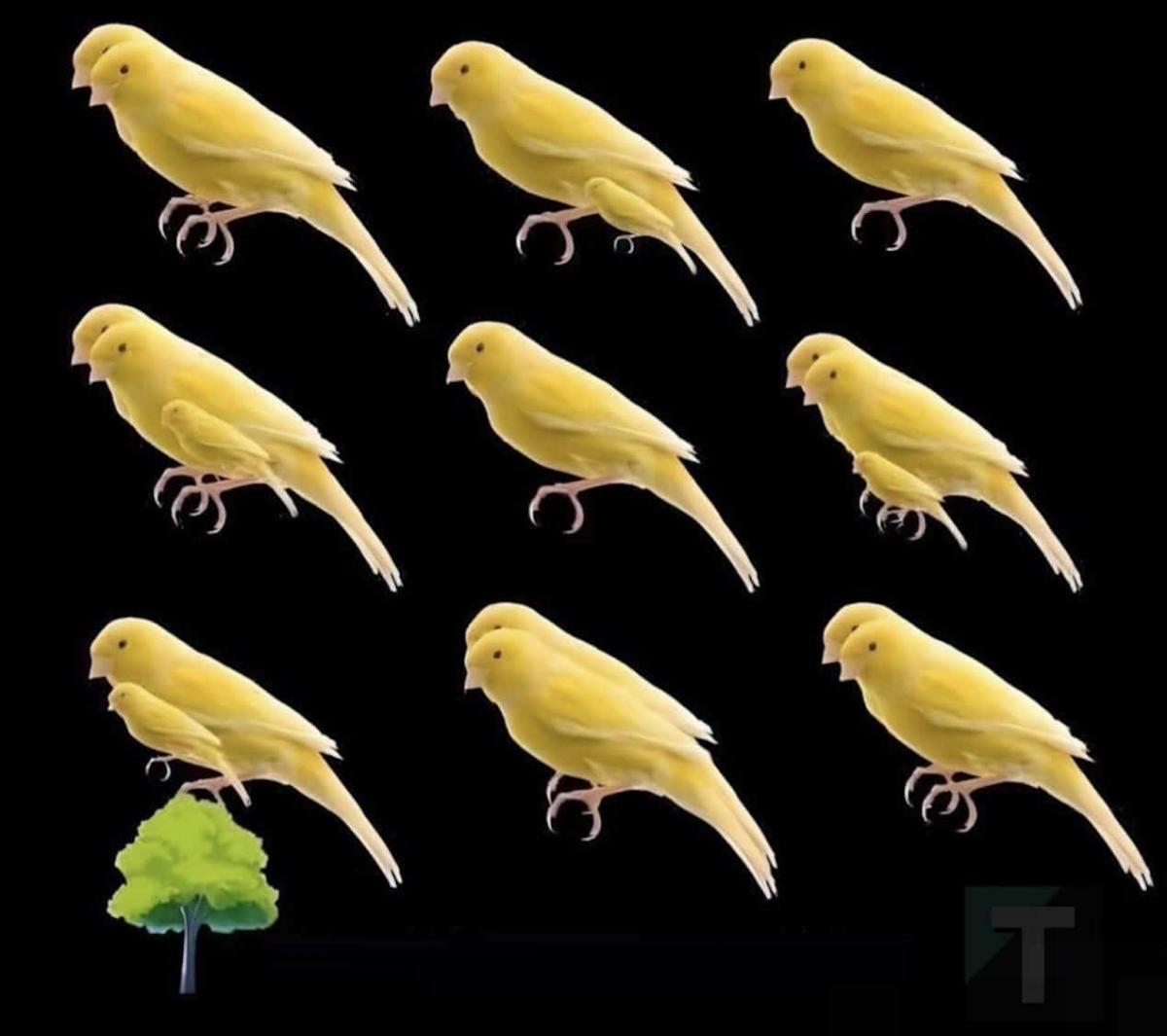 Πόσα πουλιά υπάρχουν σε αυτή την φωτογραφία; 2 2026 03 23 00.35.51