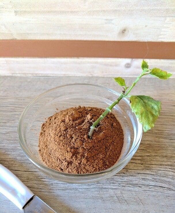 erixa mia koutalia kanela sta fyta pou echo sto balkoni kai to apotelesma itan entuposiako 3