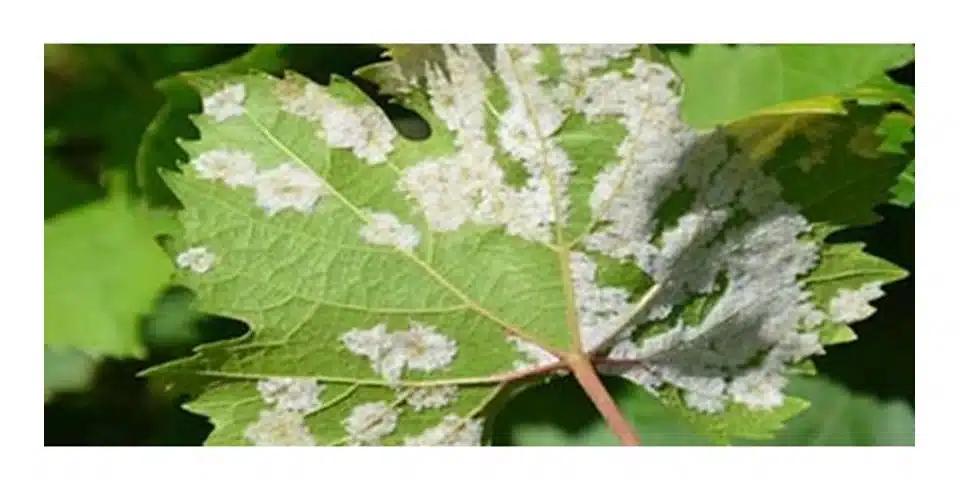 fyge mykita dbnormal