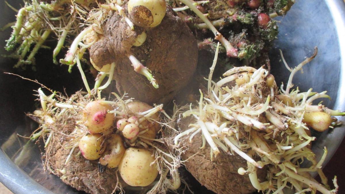 Είναι ασφαλές να τρώμε πατάτες που έχουν βγάλει φύτρες; 2 img 9273 scaled