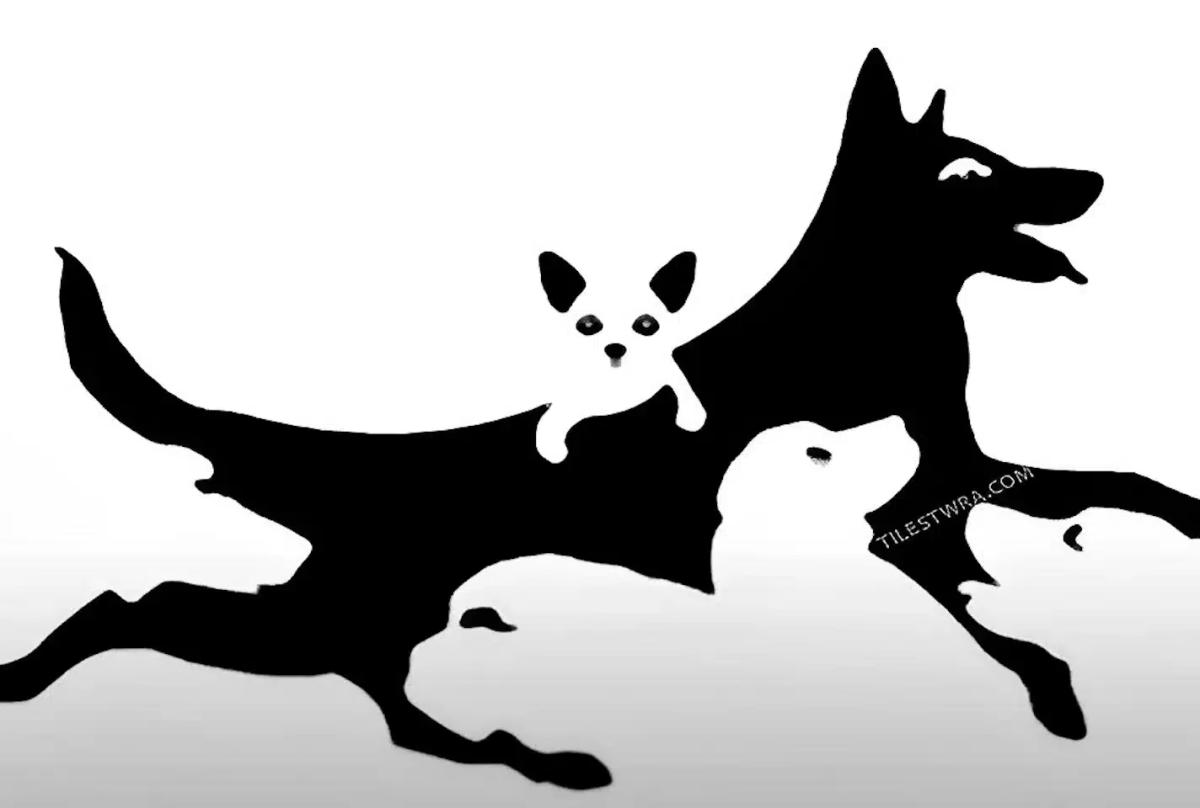 Πόσα σκυλιά βλέπετε στην εικόνα; Μεγάλη δοκιμασία για την ψυχική σας ηλικία 1 stigmiotypo othonis 2024 12 03 17.13.10.jpg