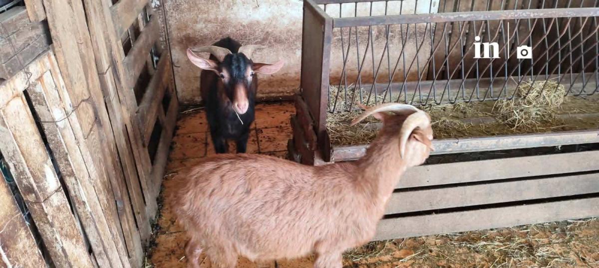 Αυτή είναι η παράνομη στάνη με κατσίκες και κοτόπουλα στον 16ο όροφο του Πύργου Αθηνών στους Αμπελόκηπους 1 ka11 1