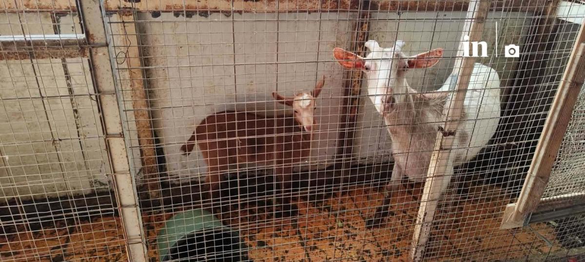 Αυτή είναι η παράνομη στάνη με κατσίκες και κοτόπουλα στον 16ο όροφο του Πύργου Αθηνών στους Αμπελόκηπους 2 ka22 1